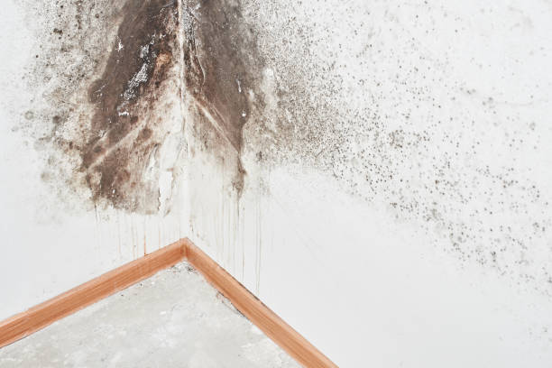 Why You Should Choose Our Mold Remediation Services in Charlack, MO